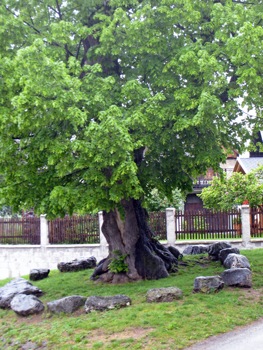 Village council tree in Vrba