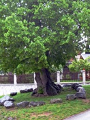 Vrba's elders' once met nightly around this linden tree