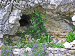 More wildflowers, in front of a cavelet