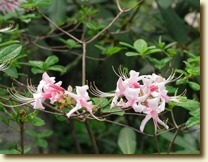 Azalea blossoms -- click to enlarge