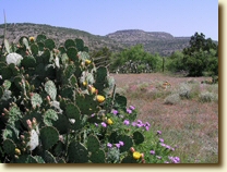 Prickly pears and companions -- click to enlarge