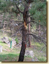 Prayer tree -- click to enlarge